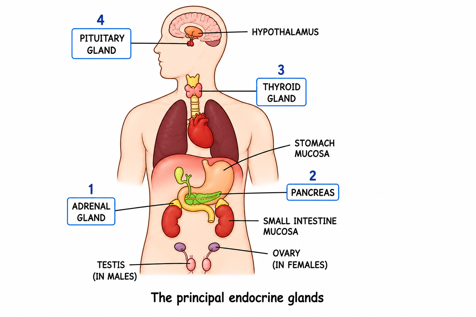 Fig 10.1: The principal endocrine glands.